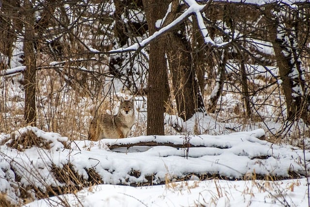 Free download coyote trees snow animal outdoors free picture to be edited with GIMP free online image editor