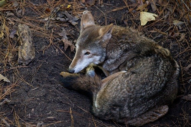Free download Coyote Wildlife -  free photo or picture to be edited with GIMP online image editor