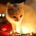 Cozy Cat with Holiday Lights  screen for extension Chrome web store in OffiDocs Chromium