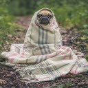 Cozy Pup: A Dog Wrapped in a Blanket  screen for extension Chrome web store in OffiDocs Chromium