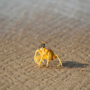 Crab and camera  screen for extension Chrome web store in OffiDocs Chromium
