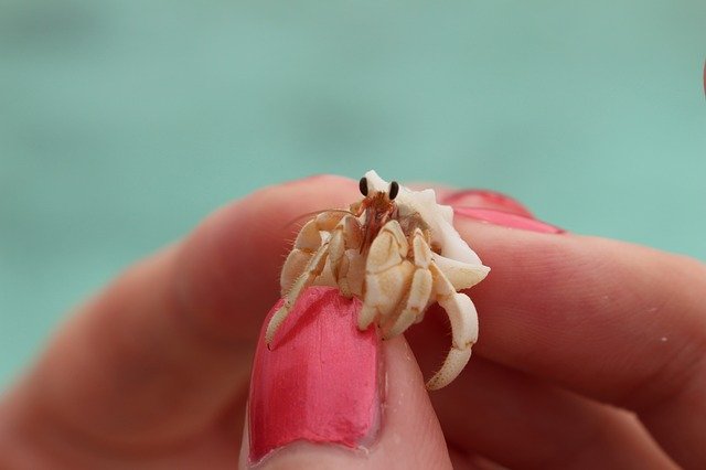 Free download Crab Animal Nature -  free photo or picture to be edited with GIMP online image editor