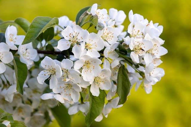 Free download crabapple apple blossom flowers free picture to be edited with GIMP free online image editor