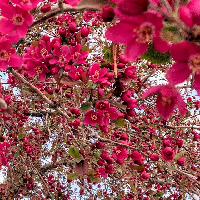 Free download Crabapple Blossoms Tree -  free photo or picture to be edited with GIMP online image editor