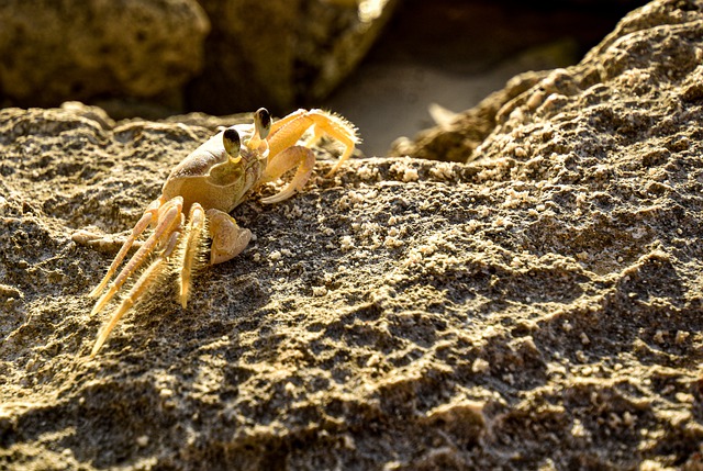 Free download crab crustacean marine seafood free picture to be edited with GIMP free online image editor