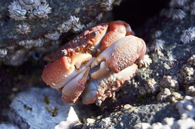 Unduh gratis Crab Crustacean Water - foto atau gambar gratis untuk diedit dengan editor gambar online GIMP