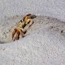 Crab digging a hole  screen for extension Chrome web store in OffiDocs Chromium