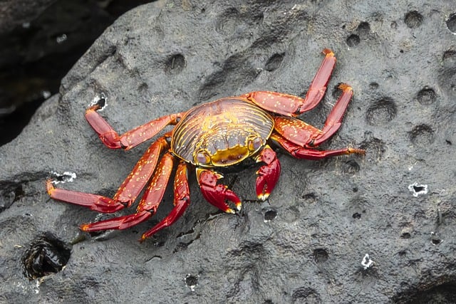 Free download crab grapsus grapsus free picture to be edited with GIMP free online image editor
