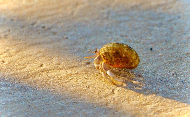 Free download crab hermit hermit crab beach sand free picture to be edited with GIMP free online image editor