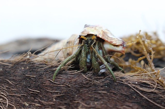 Скачать бесплатно Crab Hermit Shell - бесплатное фото или изображение для редактирования с помощью онлайн-редактора изображений GIMP