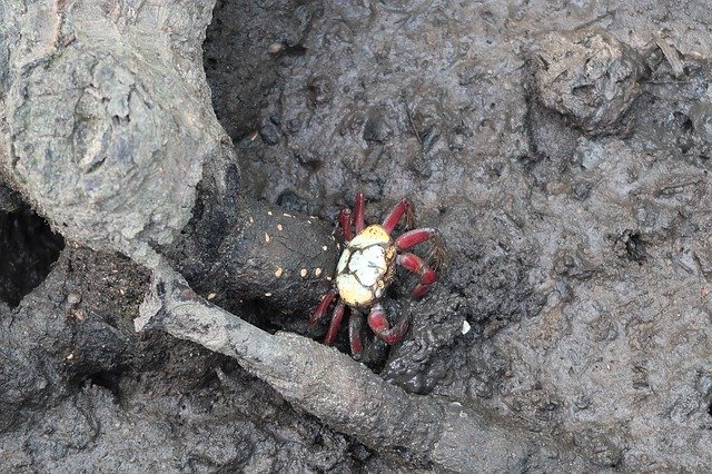 הורדה חינם Crab Mangue Bahia - תמונה או תמונה בחינם לעריכה עם עורך התמונות המקוון GIMP