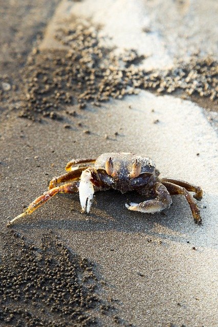 Free download Crab Marine Beach -  free photo or picture to be edited with GIMP online image editor