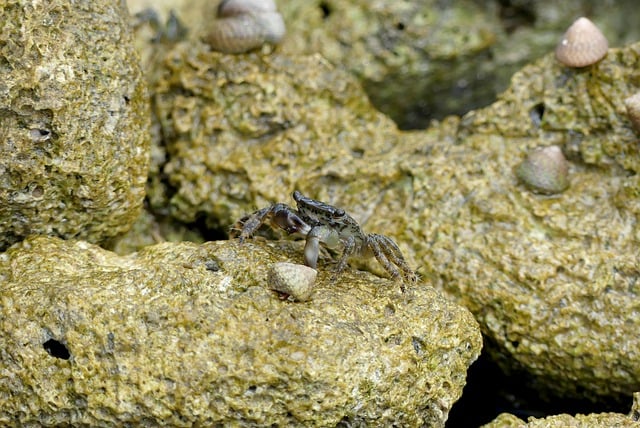 Free download crab marine species sea landscape free picture to be edited with GIMP free online image editor