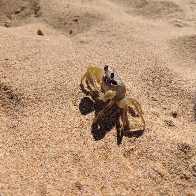 Template Photo Crab Sand Beach for OffiDocs