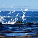 Crabs and sponges  screen for extension Chrome web store in OffiDocs Chromium