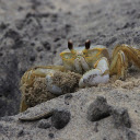 Crabs crawl on the sand  screen for extension Chrome web store in OffiDocs Chromium