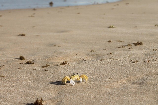 Free picture Crab Sea Beach -  to be edited by GIMP free image editor by OffiDocs