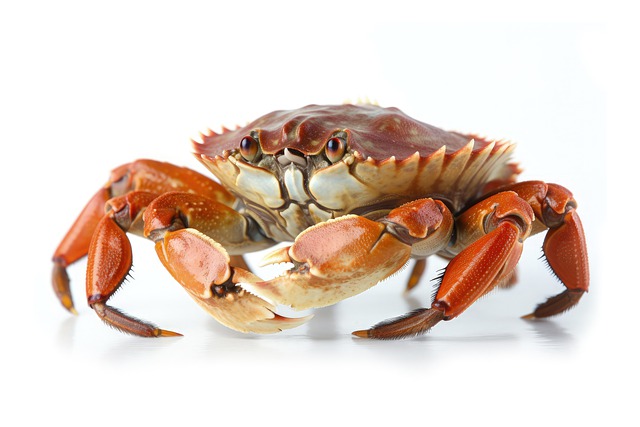 Free download crab sea beach ocean nature free picture to be edited with GIMP free online image editor