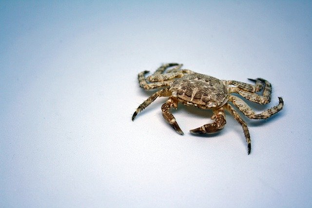 Gratis download Crab Sea Nature White - gratis foto of afbeelding om te bewerken met GIMP online afbeeldingseditor