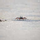 CRAB Theme  screen for extension Chrome web store in OffiDocs Chromium