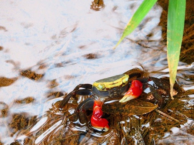 ດາວ​ໂຫຼດ​ຟຣີ Crab Water Marine - ຮູບ​ພາບ​ຟຣີ​ຫຼື​ຮູບ​ພາບ​ທີ່​ຈະ​ໄດ້​ຮັບ​ການ​ແກ້​ໄຂ​ກັບ GIMP ອອນ​ໄລ​ນ​໌​ບັນ​ນາ​ທິ​ການ​ຮູບ​ພາບ​