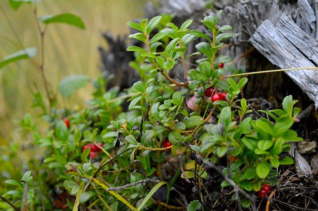 Unduh gratis Cranberry Berries Plant - foto atau gambar gratis untuk diedit dengan editor gambar online GIMP