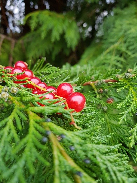 Free download Cranberries Christmas Fern -  free photo or picture to be edited with GIMP online image editor