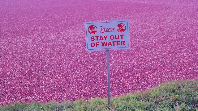 ດາວໂຫຼດຟຣີ Cranberries Cranberry Berry - ບໍ່ເສຍຄ່າຮູບພາບຫຼືຮູບພາບທີ່ຈະແກ້ໄຂດ້ວຍບັນນາທິການຮູບພາບອອນໄລນ໌ GIMP