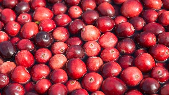 Descarga gratuita Cranberries Harvest Berries - foto o imagen gratuita para editar con el editor de imágenes en línea GIMP