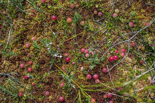 הורדה חינם Cranberries Red Swamp - תמונה או תמונה בחינם לעריכה עם עורך התמונות המקוון GIMP