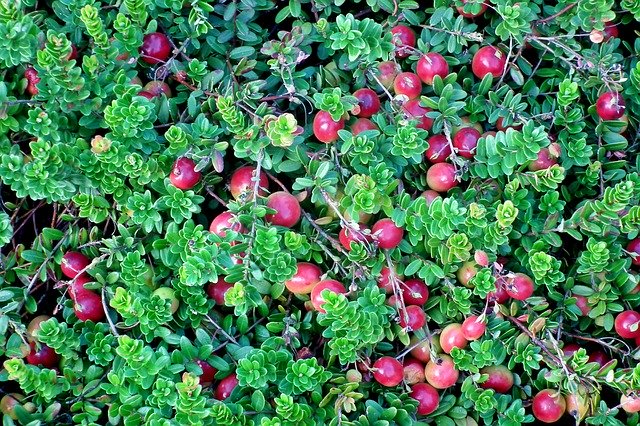 免费下载蔓越莓植物果实 - 可使用 GIMP 在线图像编辑器编辑的免费照片或图片