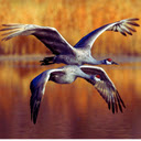 Crane Bird  screen for extension Chrome web store in OffiDocs Chromium