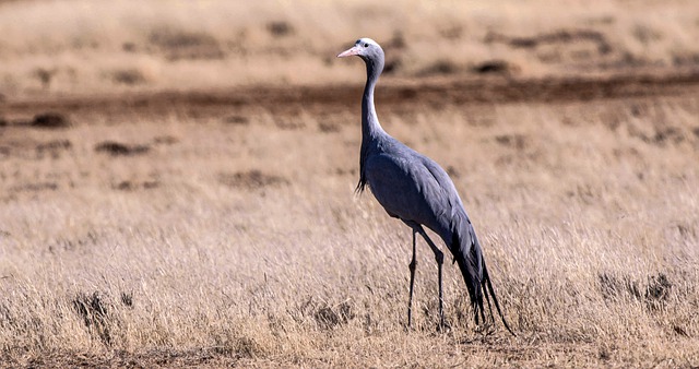 Free download crane bird blue crane animal free picture to be edited with GIMP free online image editor