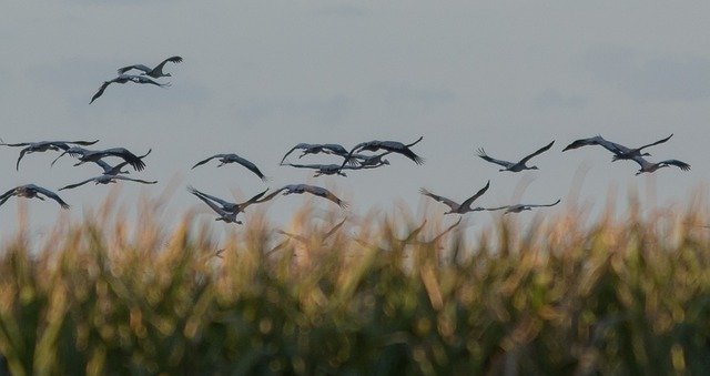 הורדה חינם Crane Birds Animal World Migratory - תמונה או תמונה בחינם לעריכה עם עורך תמונות מקוון GIMP