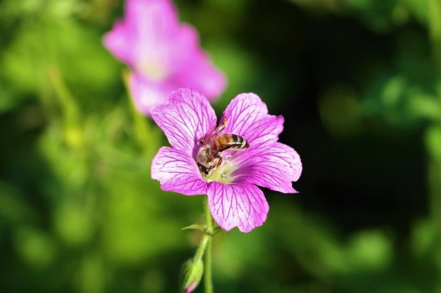 قم بتنزيل صورة مجانية لـ Cranesbill blossom bloom ليتم تحريرها باستخدام محرر الصور المجاني عبر الإنترنت GIMP