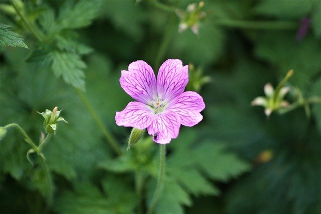 GIMP ücretsiz çevrimiçi resim düzenleyici ile düzenlenecek ücretsiz vinç gagası çiçeği çiçek çiçeği ücretsiz resim