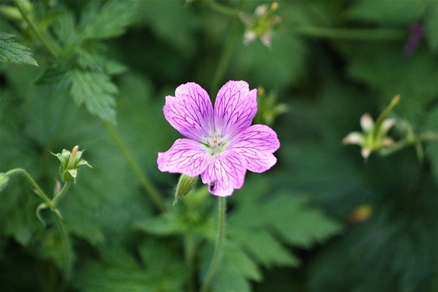 دانلود رایگان عکس cranesbill blossom bloom flower رایگان برای ویرایش با ویرایشگر تصویر آنلاین رایگان GIMP