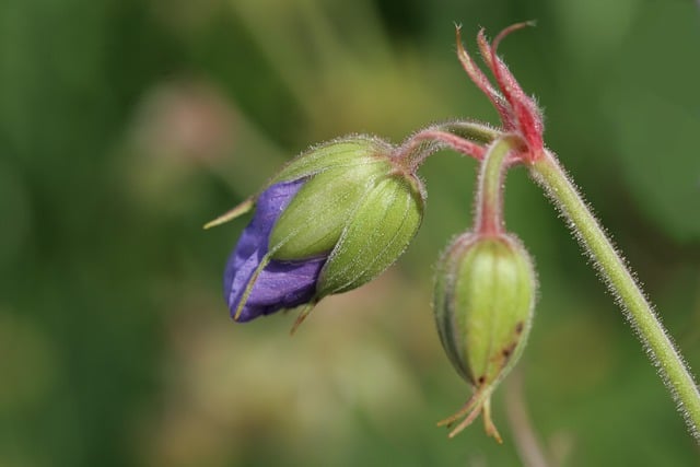 Free download cranesbill bud wild plant flora free picture to be edited with GIMP free online image editor