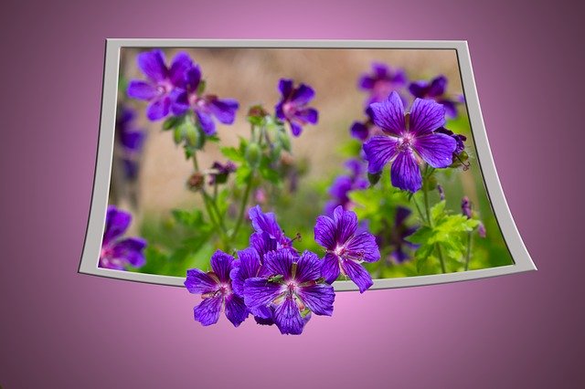 Free download Cranesbill Flower Purple -  free illustration to be edited with GIMP free online image editor