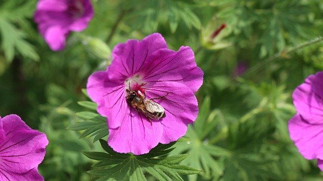 Free download Cranesbill Garden Blossom -  free photo or picture to be edited with GIMP online image editor