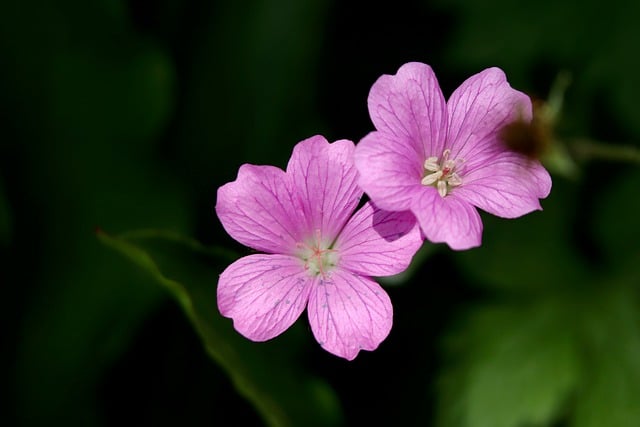 Free download cranesbill geranium free picture to be edited with GIMP free online image editor