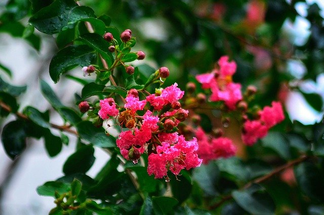Free picture Crape Myrtle Flower Beautiful -  to be edited by GIMP free image editor by OffiDocs