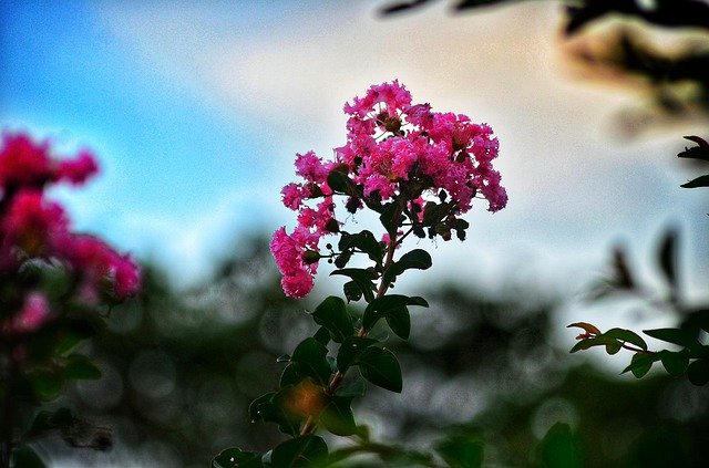 Free download Crape Myrtle Flower Plant -  free photo or picture to be edited with GIMP online image editor