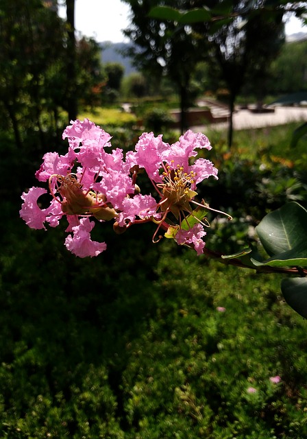 Free download crape myrtle flower purple free picture to be edited with GIMP free online image editor