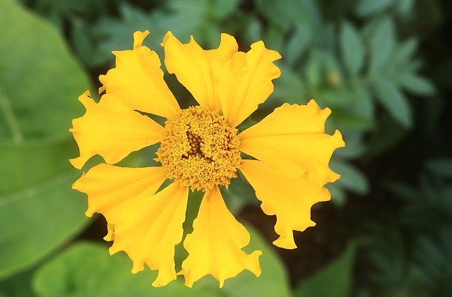 Free download Crape Myrtle Yellow Flower New -  free photo or picture to be edited with GIMP online image editor