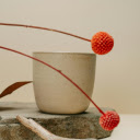 Craspedia Flowers beside a Flower Pot  screen for extension Chrome web store in OffiDocs Chromium