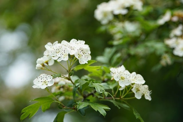Free download crataegus hawthorn flowers free picture to be edited with GIMP free online image editor