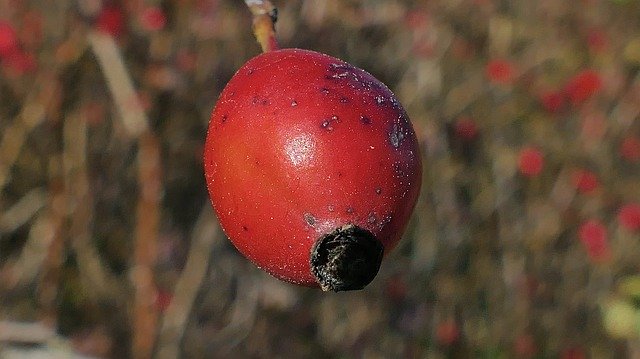 Gratis download Crataegus Jagoda Red Berries - gratis foto of afbeelding om te bewerken met GIMP online afbeeldingseditor