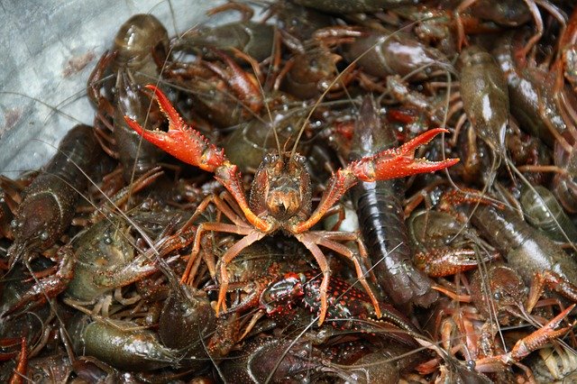 Téléchargement gratuit de Crawfish Boil - photo ou image gratuite à modifier avec l'éditeur d'images en ligne GIMP