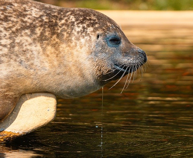 ดาวน์โหลดฟรี Crawl Seals Seal - ภาพถ่ายหรือรูปภาพฟรีที่จะแก้ไขด้วยโปรแกรมแก้ไขรูปภาพออนไลน์ GIMP